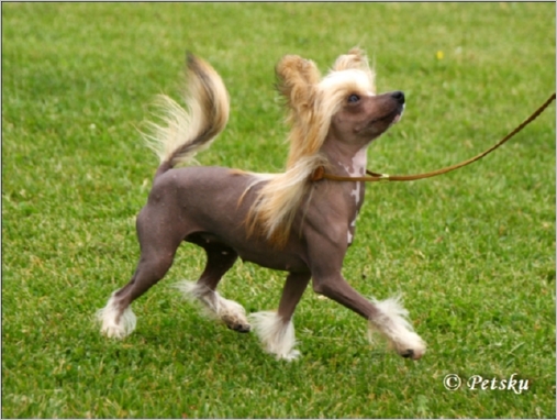 Windy_Willows African_Queen_2